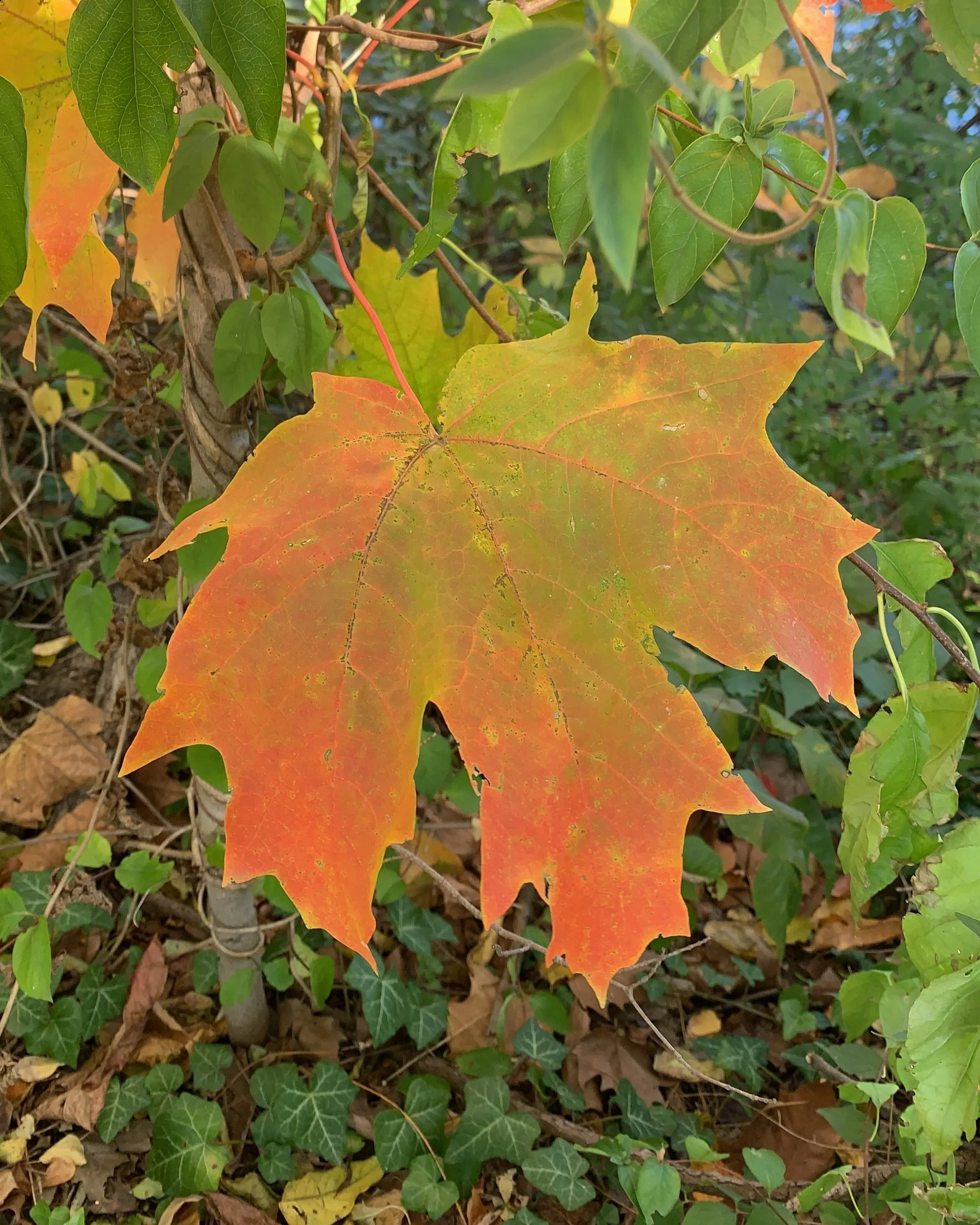 Fall Foliage Fest