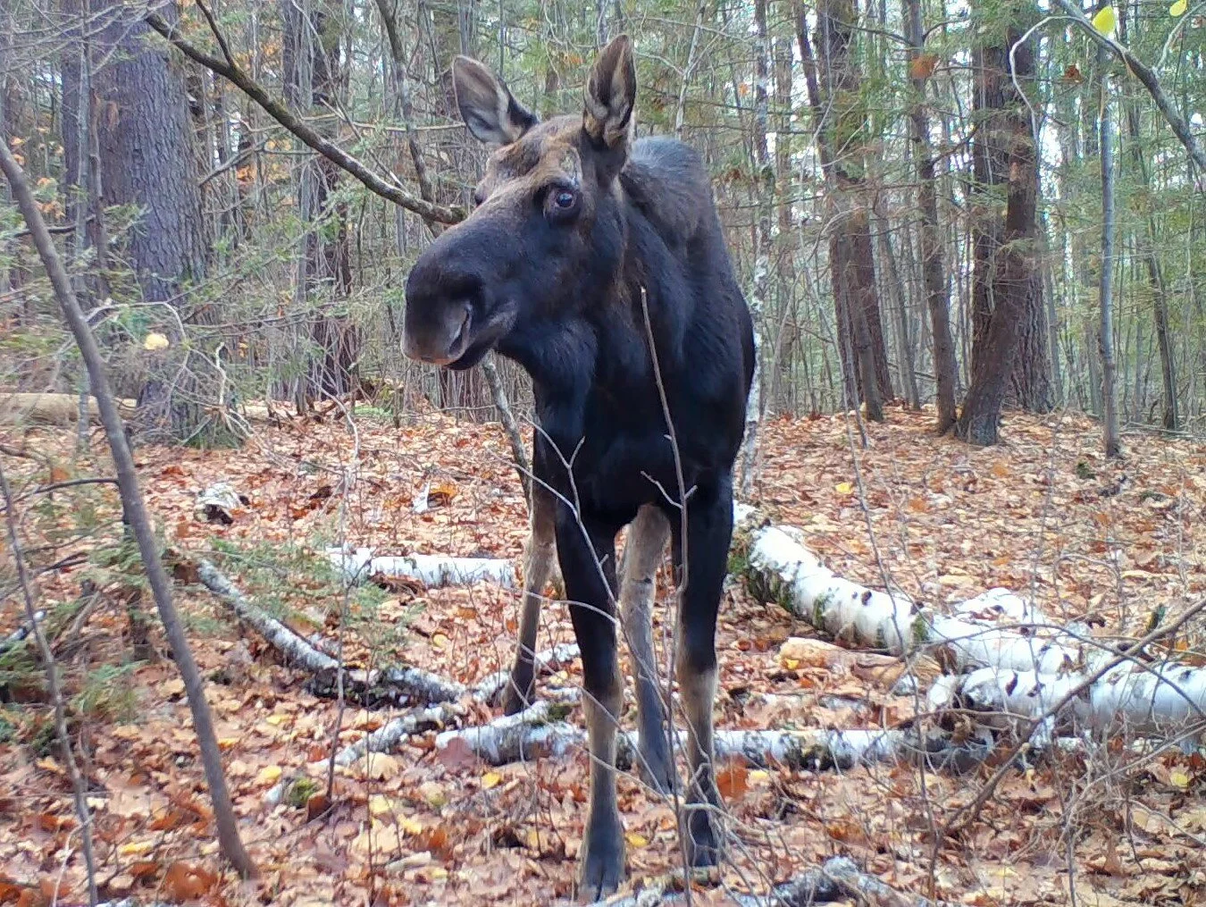 Vermont Moose Mysteries Arena Heidi