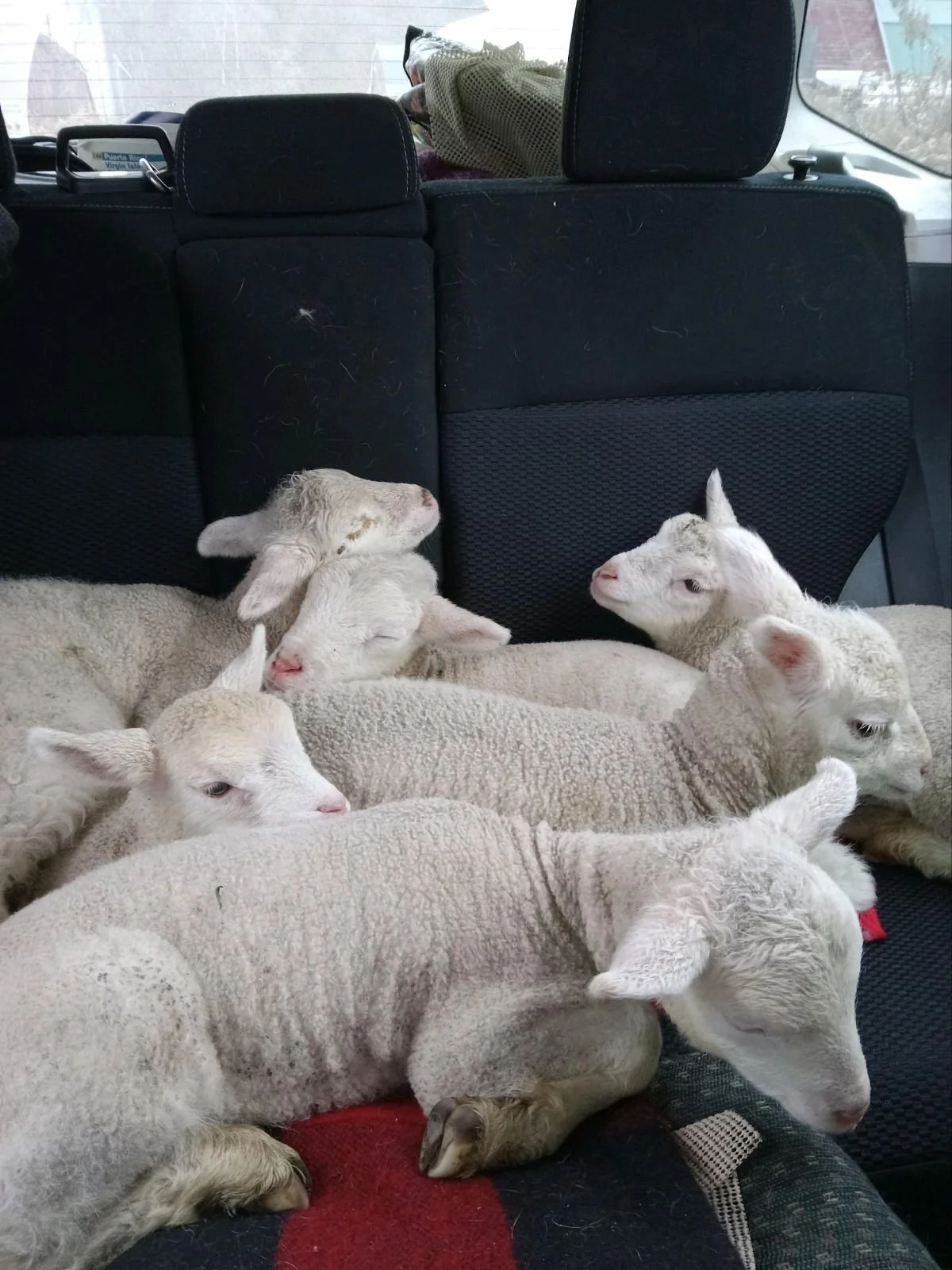 The Astonishing Thrill of Moving Sheep - Arena Heidi