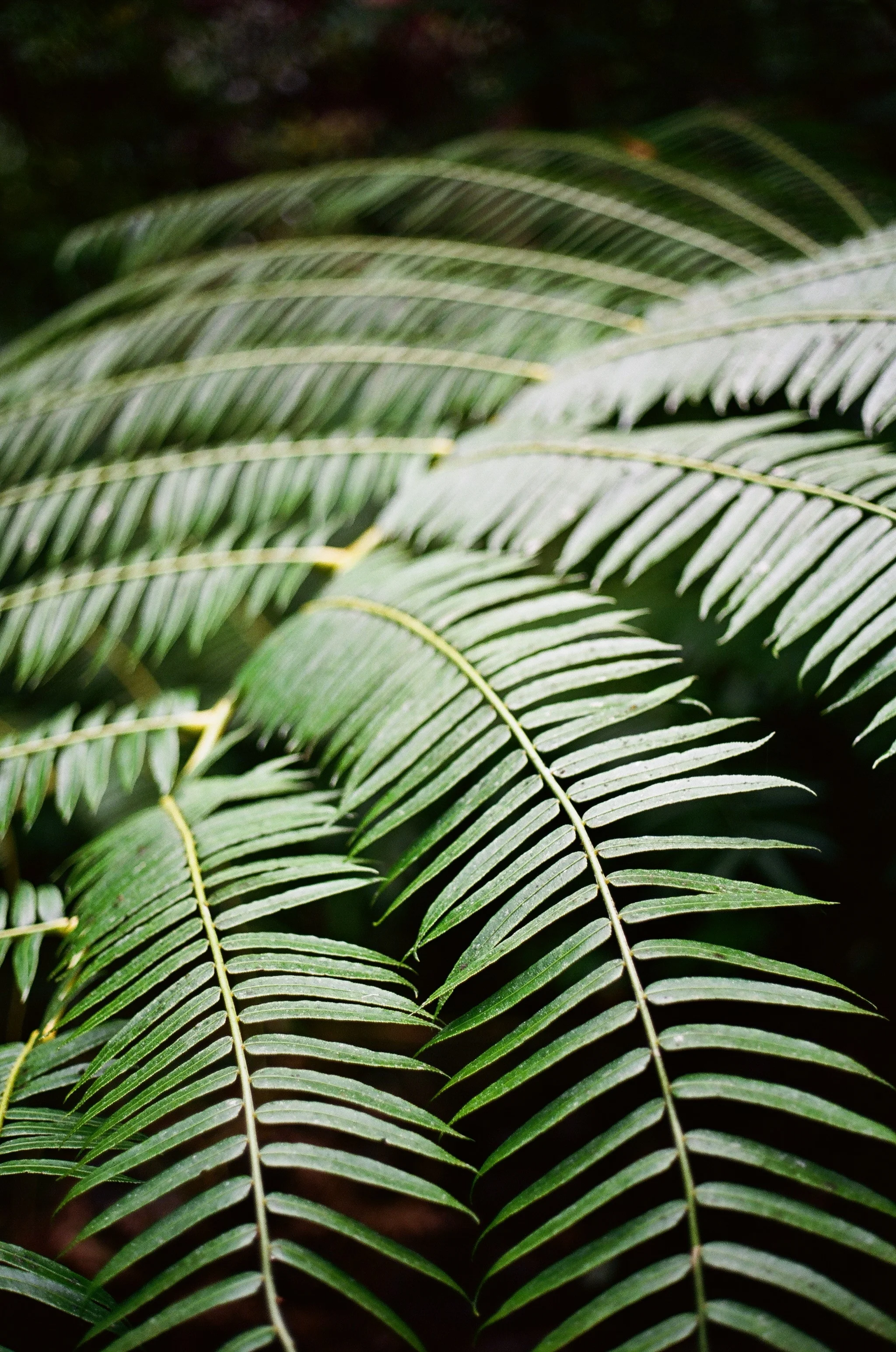 Napili, HI September 2018. Ektar 100 on Canon AE-1