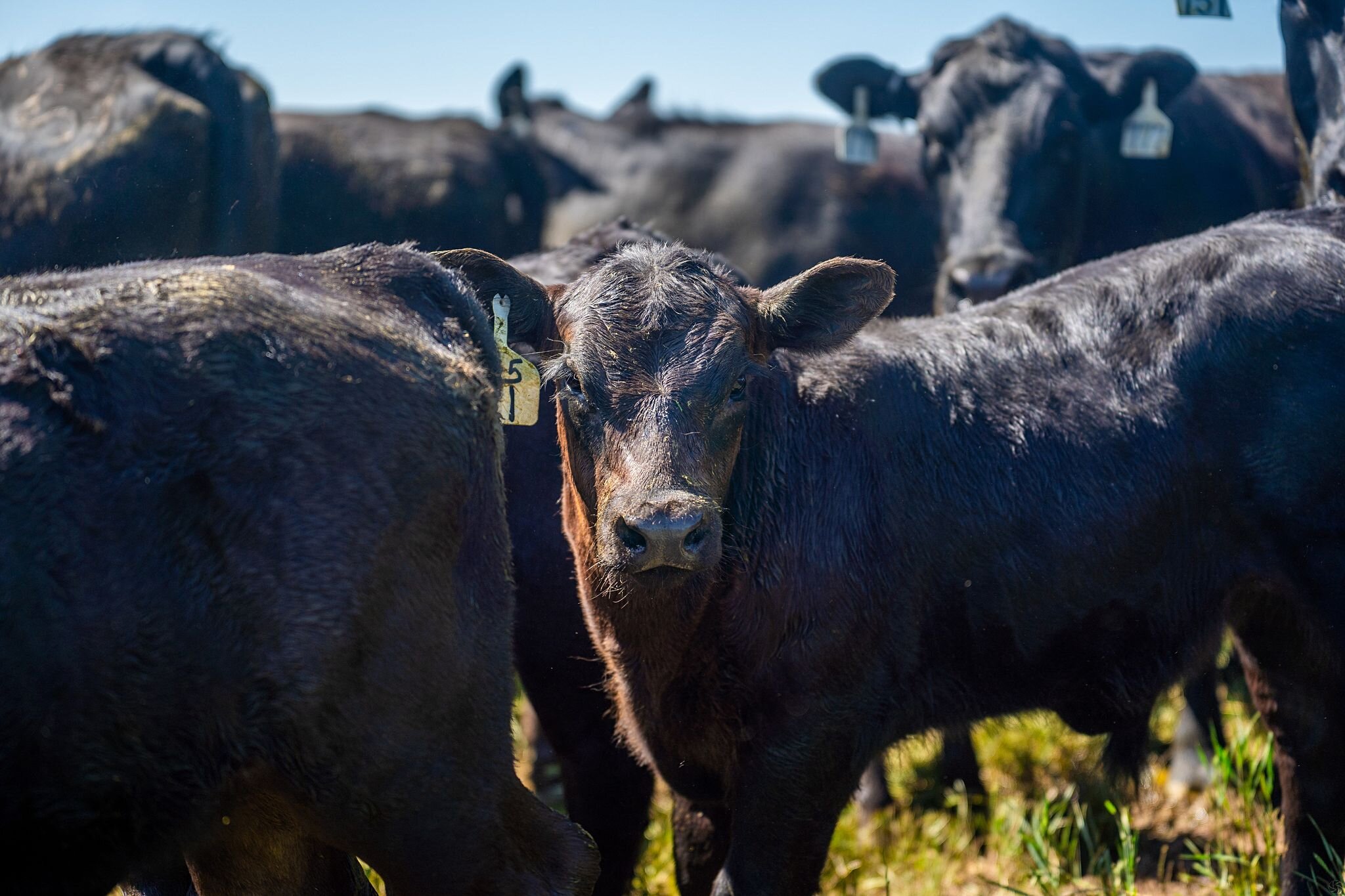 Black Angus Cattle Ranch | Branding 2021 — Brittanyography
