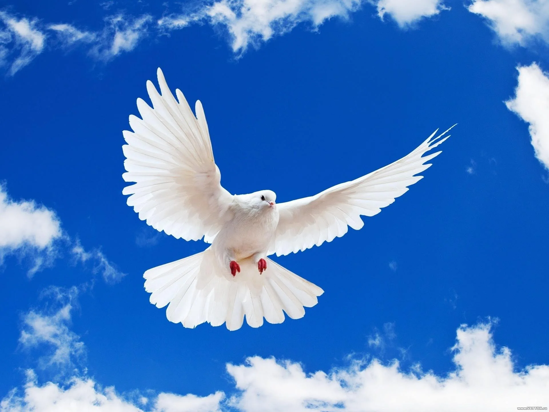 Pentecost and Prophecy