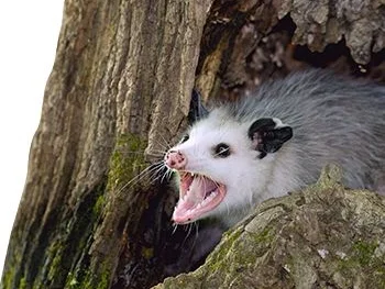 hh-us-lc-opossum-facts-habitat.jpeg