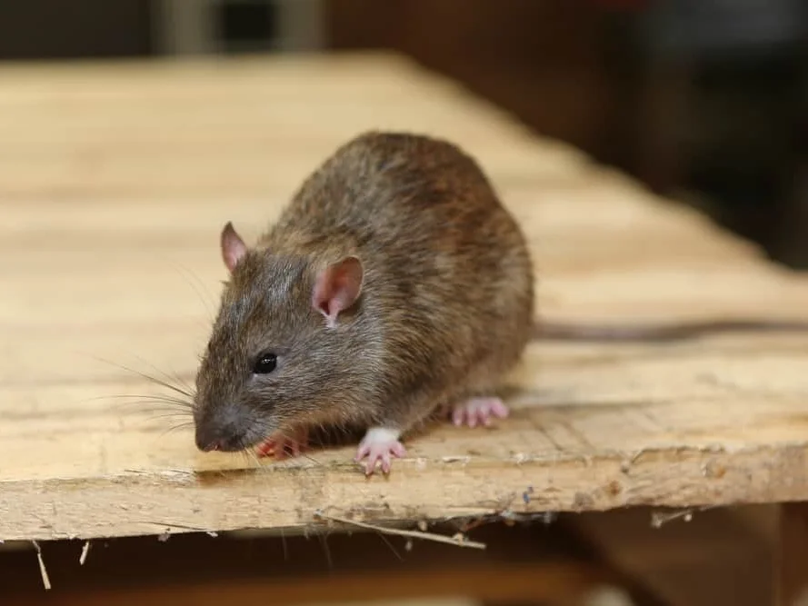 rodent-removal.jpg