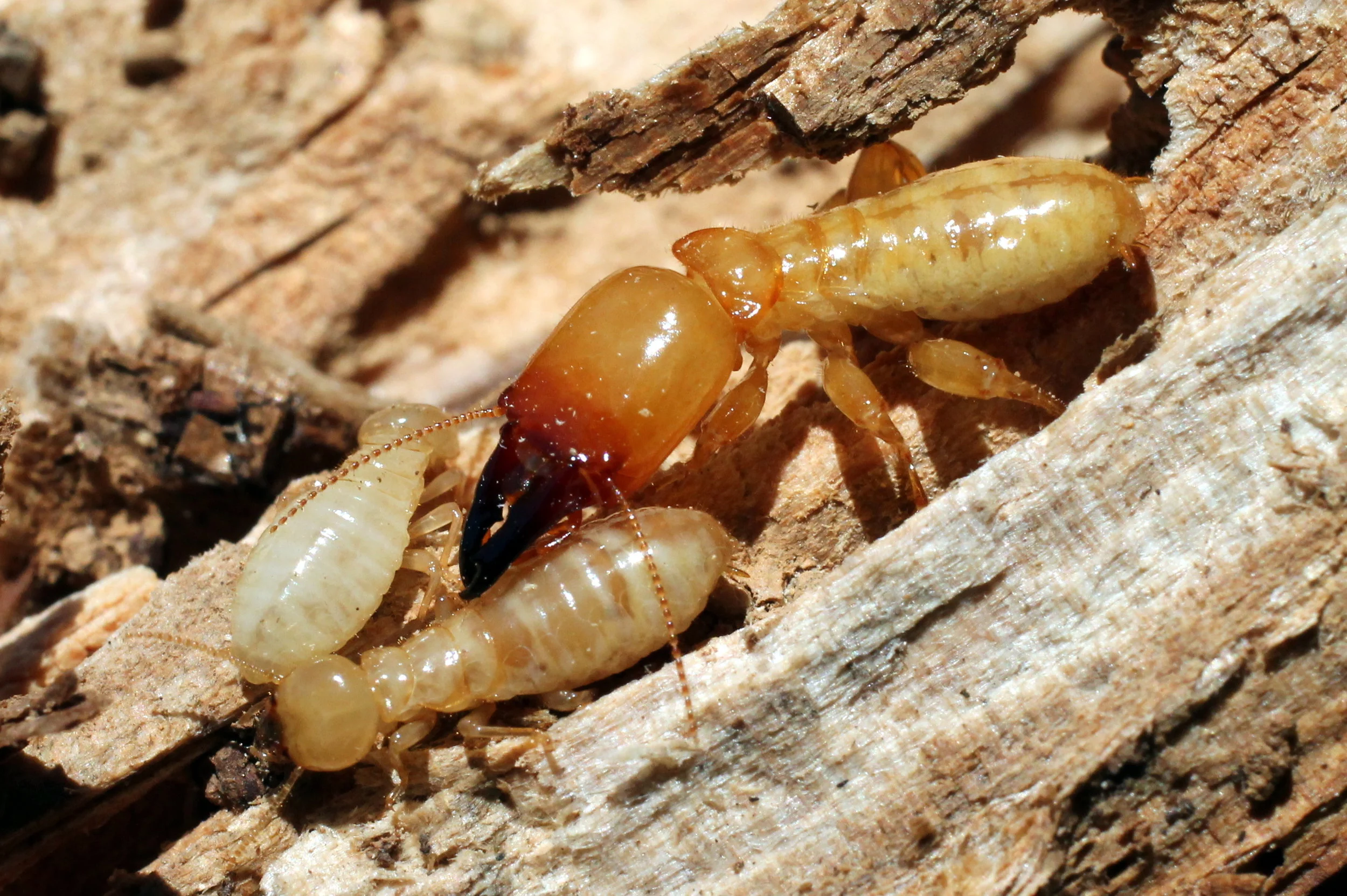 bigstock-Soldier-Termite-with-Workers-55186376.jpg