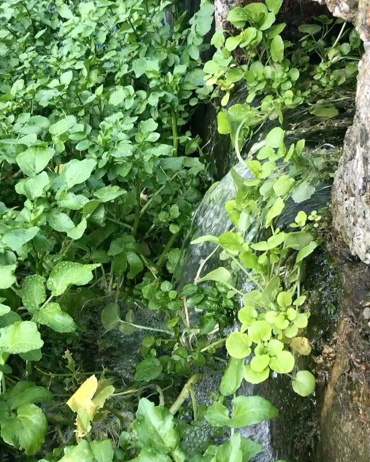 Naturally occurring springs force water from aquifers under the chalk belt that is the South Downs. With no external input or mechanical aid, our local watercress is as organic as it gets, with everything done by hand year round #southdowns #local #r