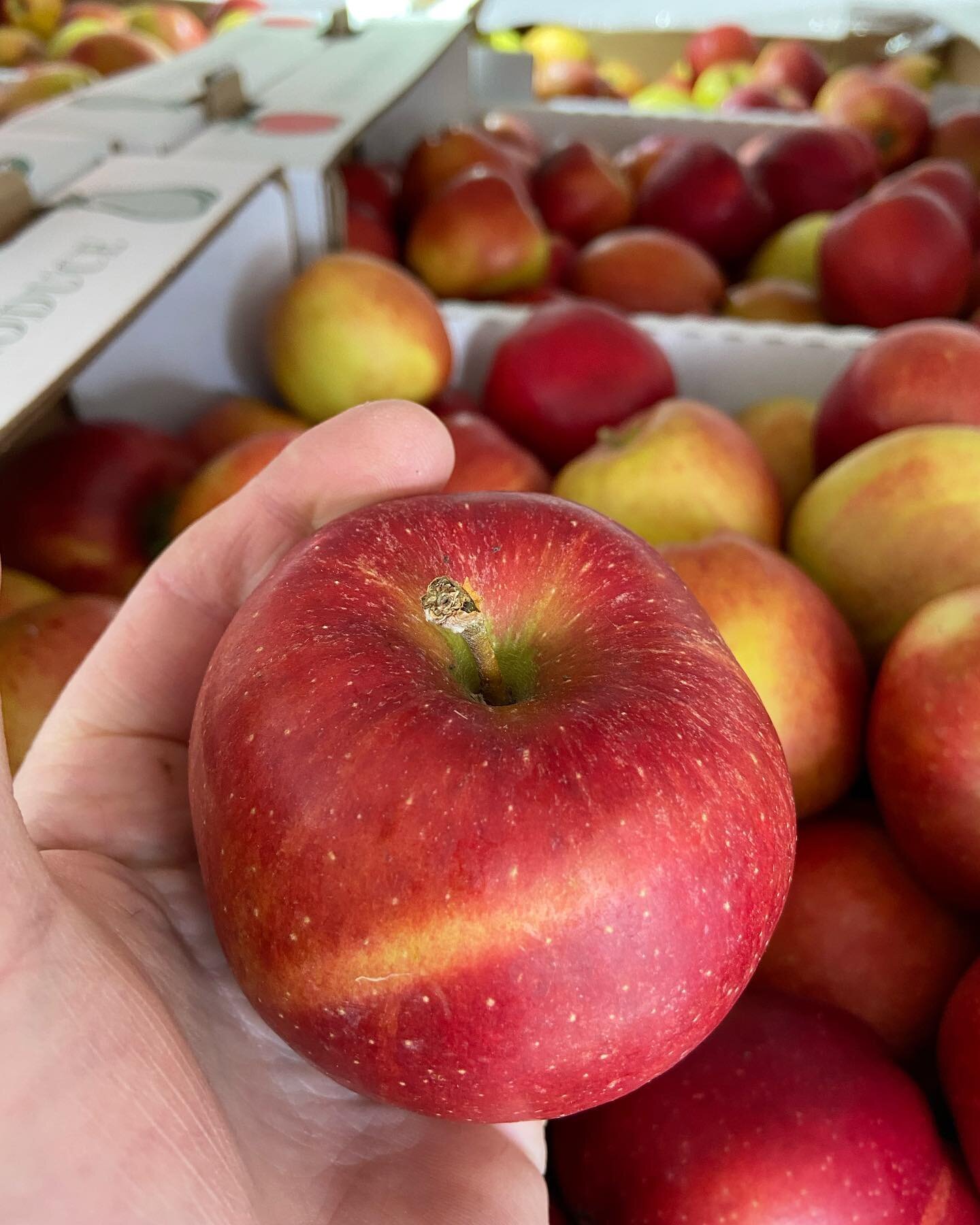 Our Sussex Braeburn apples are mind blowing. These little gems were harvested back in September/October and have been kept in an atmospherically modified area (posh fridge) so when we pull them out to deliver to our customers across London and the so