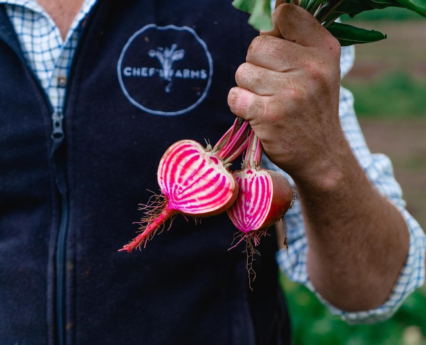 The humble beetroot. We grow 9 varieties of 3 colours to secure our customers a year round supply of Red, Golden &amp; Choggia (candy) beetroot. The flavour and look of each is very individual, from the childhood memory&rsquo;s of earthy red beetroot