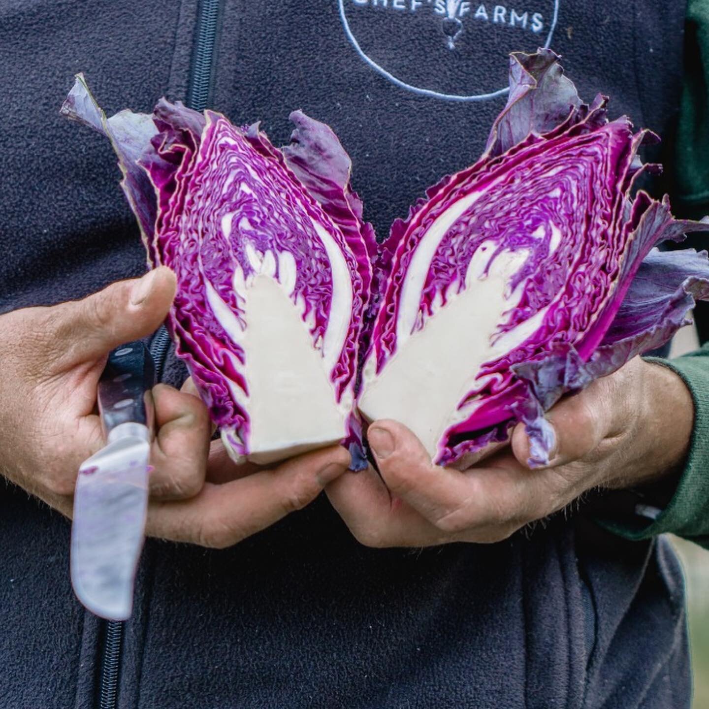 We have so many new product lines starting at the moment! Our red Hispi cabbage is just incredible on the inside! #eatlocal #foodmiles #regenerative #freshproduce #londonfood #broghtonfoodie