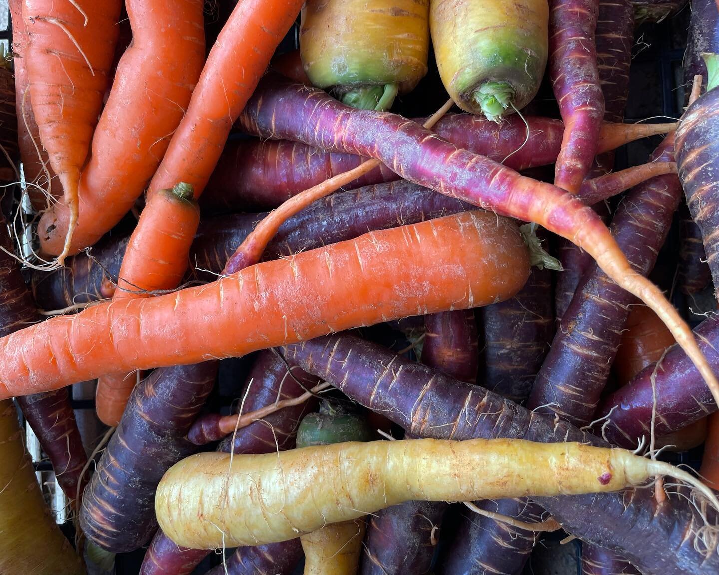 Comes out the ground! At this time of year, hardy root veg is king, stored in the soil, harvested and washed to order and grown locally. Low input, keeping our #soil active during the winter and being energy efficient make our crop of heritage rainbo