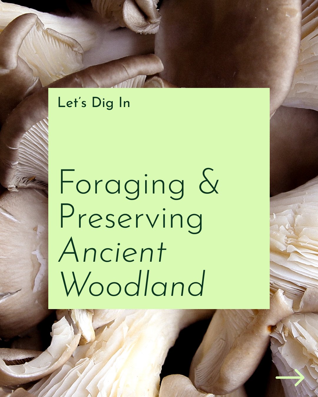 Let's Dig In, a dive into foraging and preserving Ancient Woodland. Share so others can learn too!

#shoplocal #freshproduce #food #fresh #supportsmallbusiness #farmtotable #local #buylocal #eatfresh #farm #farming #foodstagram #shoplocal #instagram 