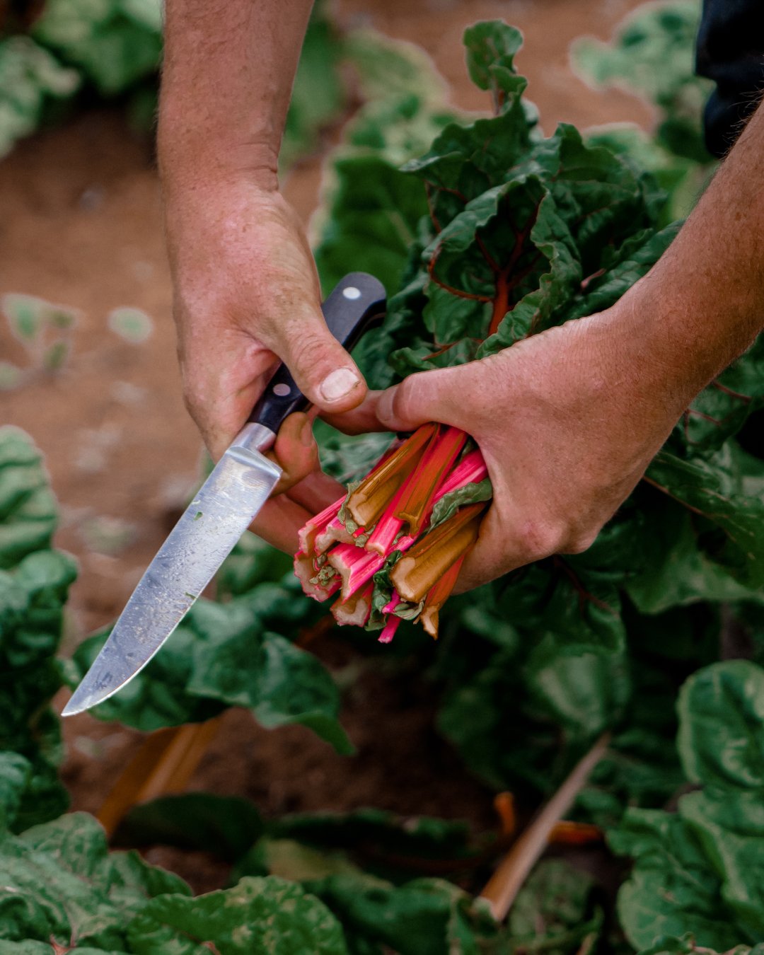 Stunning Rainbow chard stems.

#shoplocal #freshproduce #food #fresh #supportsmallbusiness #farmtotable #local #buylocal #eatfresh #farm #farming #foodstagram #shoplocal #instagram #lifestyle #nature #healthy #fruit #health #farmfresh