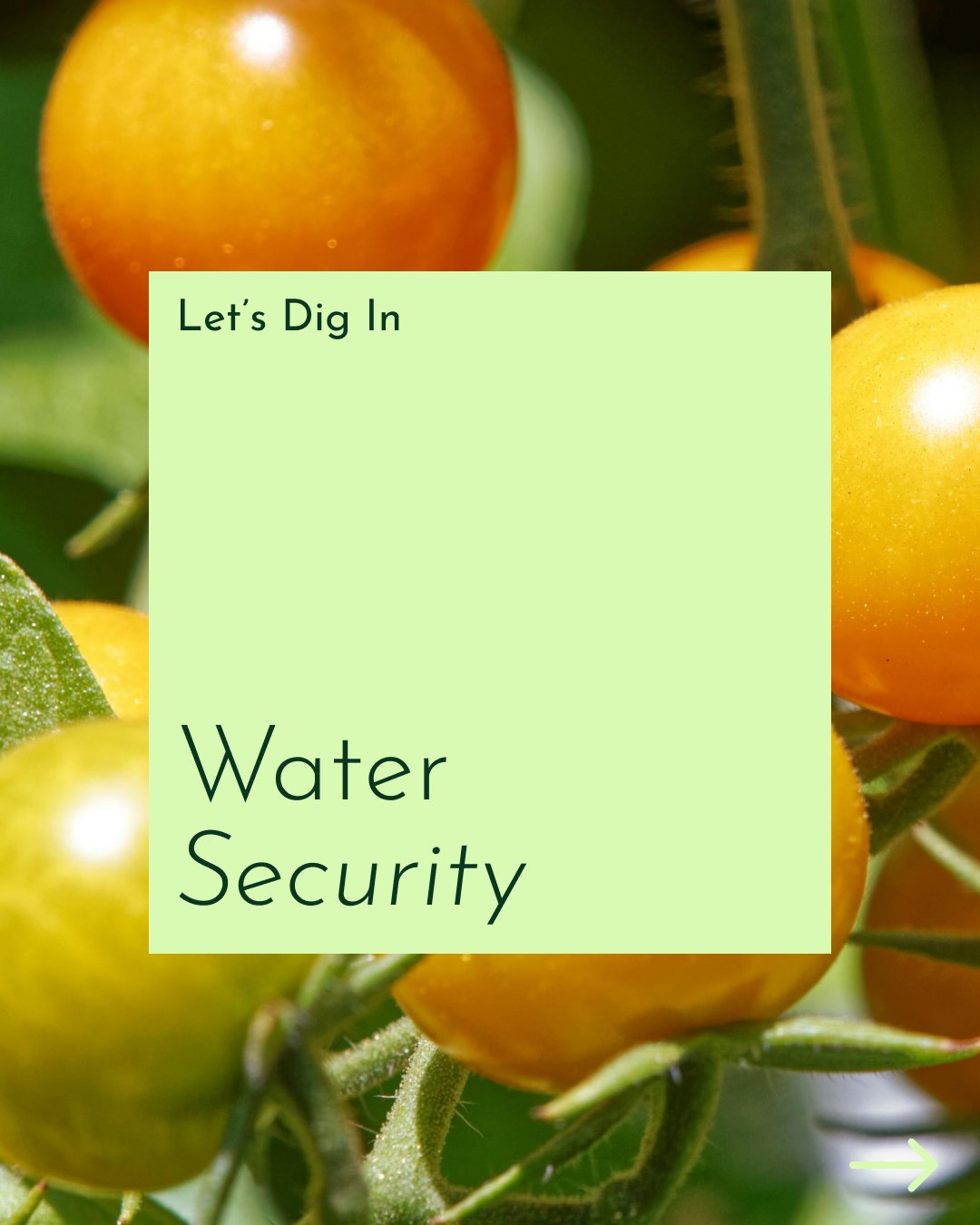 A Let's Dig In on Water Security. Share your thoughts with us in the comments below!

#shoplocal #freshproduce #food #fresh #supportsmallbusiness #farmtotable #local #buylocal #eatfresh #farm #farming #foodstagram #shoplocal #instagram #lifestyle #na