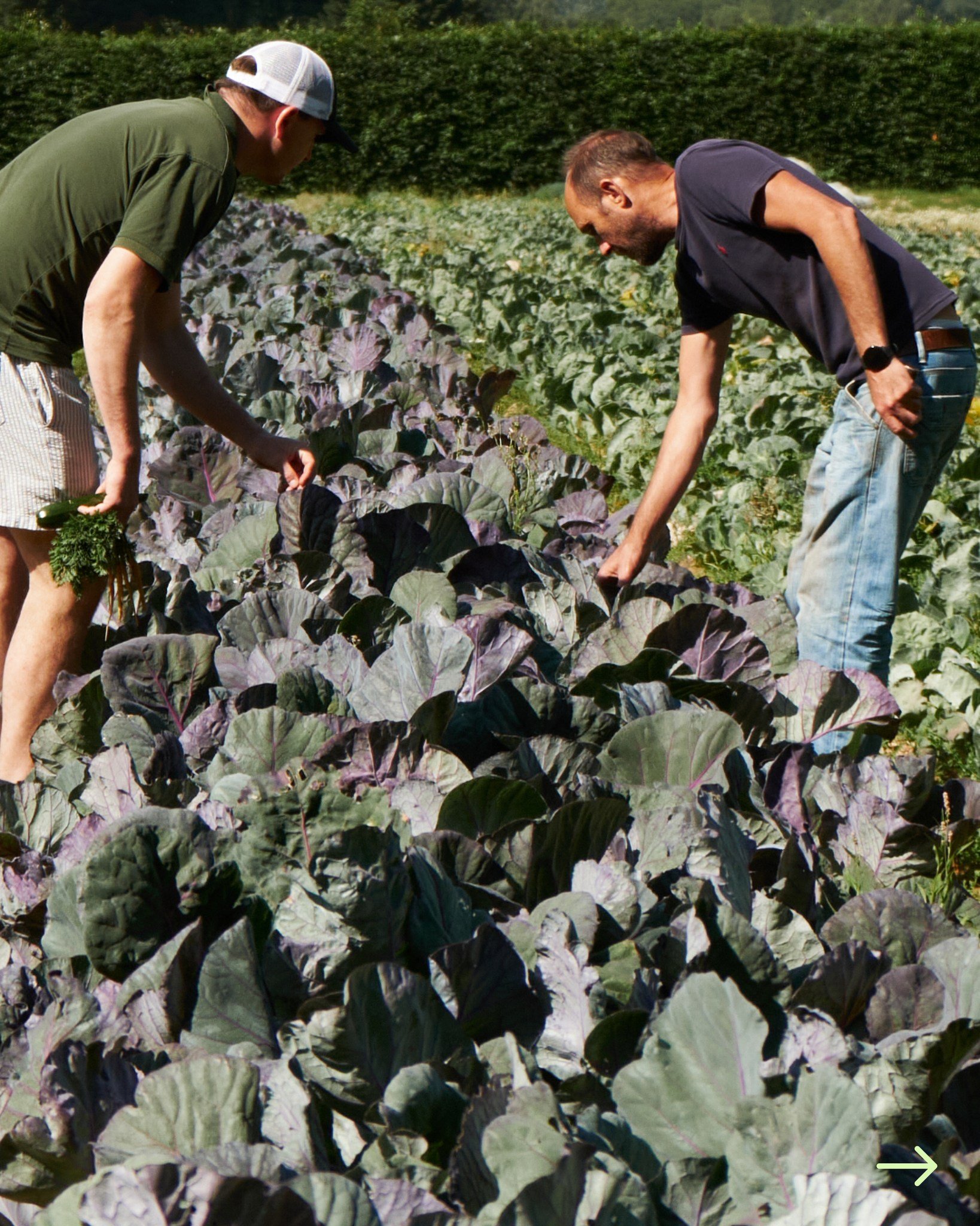 Our best selling Cabbages include the delicious Red and Green Hispi, January King and Savoy. Reach out for more info!