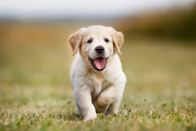 This puppy has nothing to do with anything, he’s just cute.
