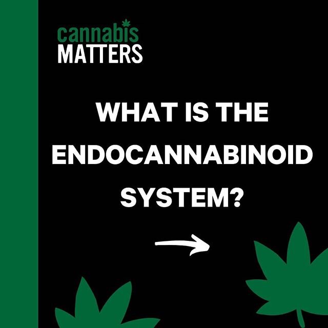 The endocannabinoid system is vital to keeping our systems in balance. Swipe to learn more ➡️➡️
⠀
#cannabisoveropioids #zer0piates #cannaqualify #cannabis #cannabisindustry #marijuana #cannabisculture #marijuanaculture #opioidcrisis #medicalcannabis 