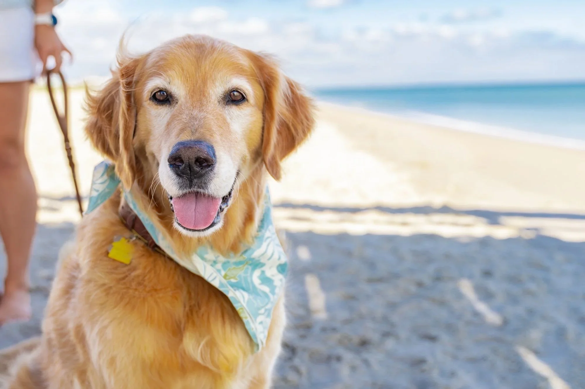 Beach Travel with Dogs?
