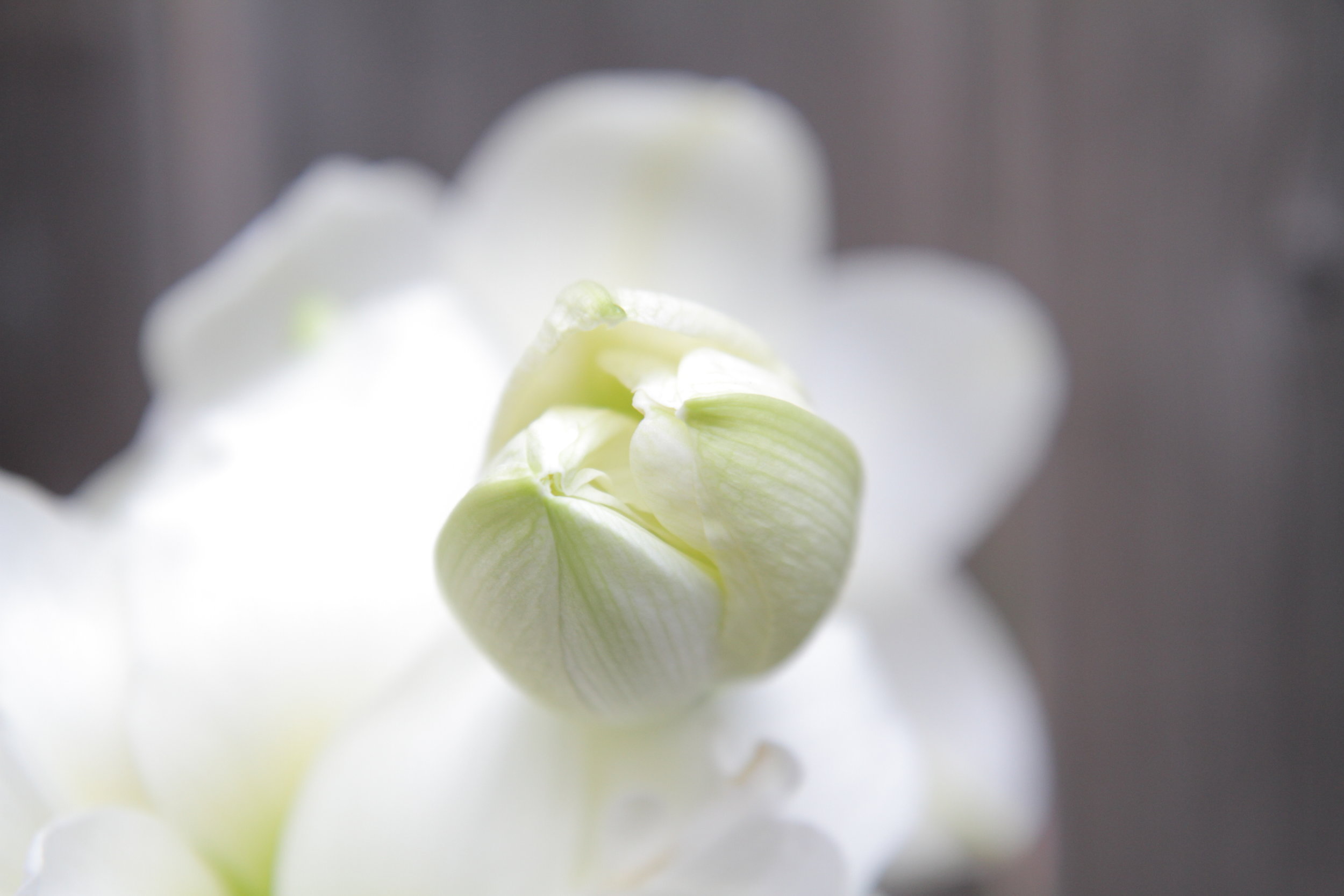 IMG_5470Hardluck and SKylark.JPG