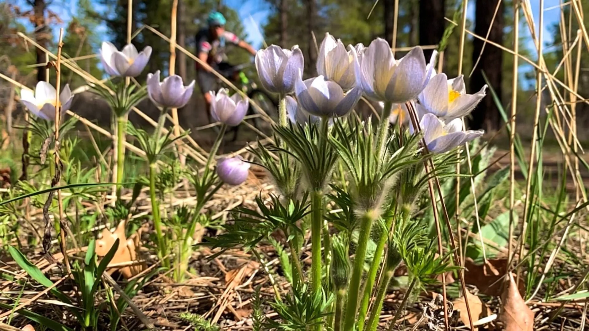 norwood+image+-+flowers+2.jpg