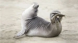 FLEXIBLE Communication Matters