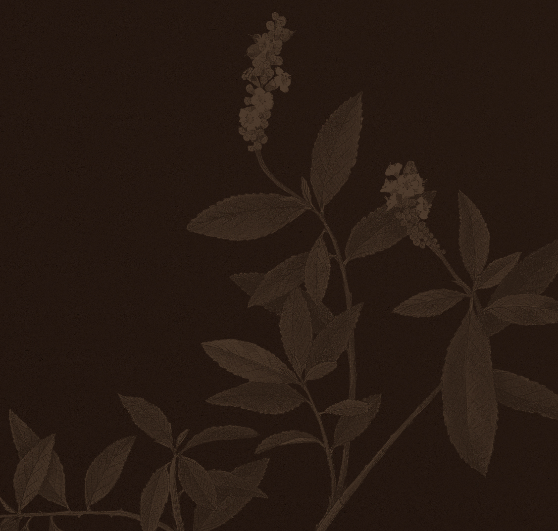 fundo-material-exsicata.jpg