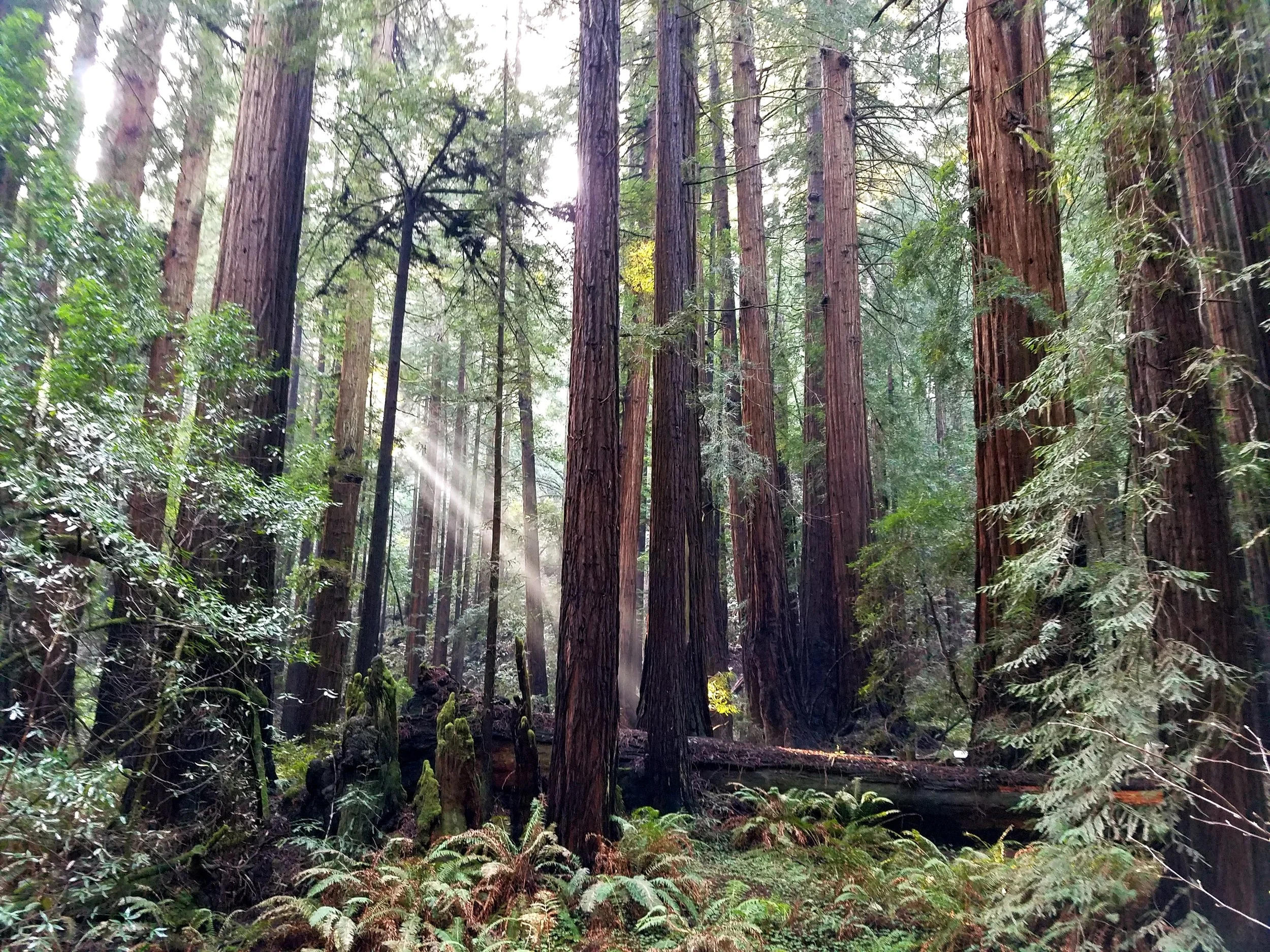 Magical Muir Woods