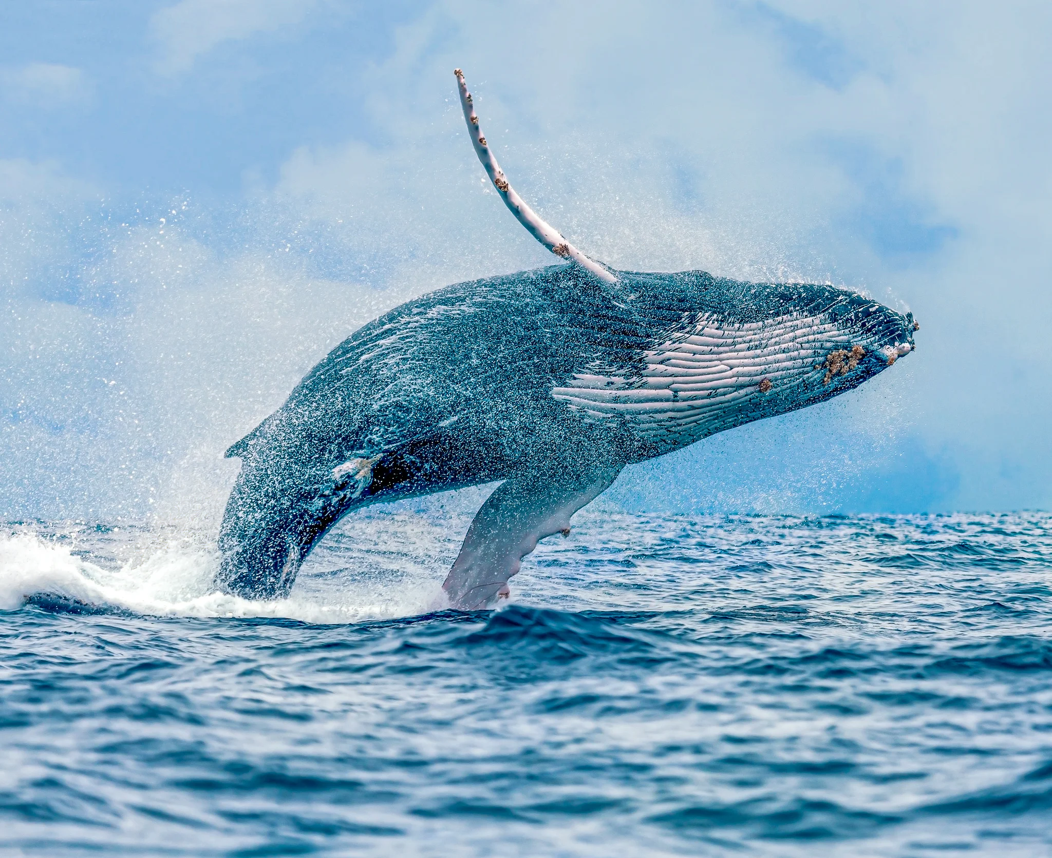 Breaching Humpback.jpg