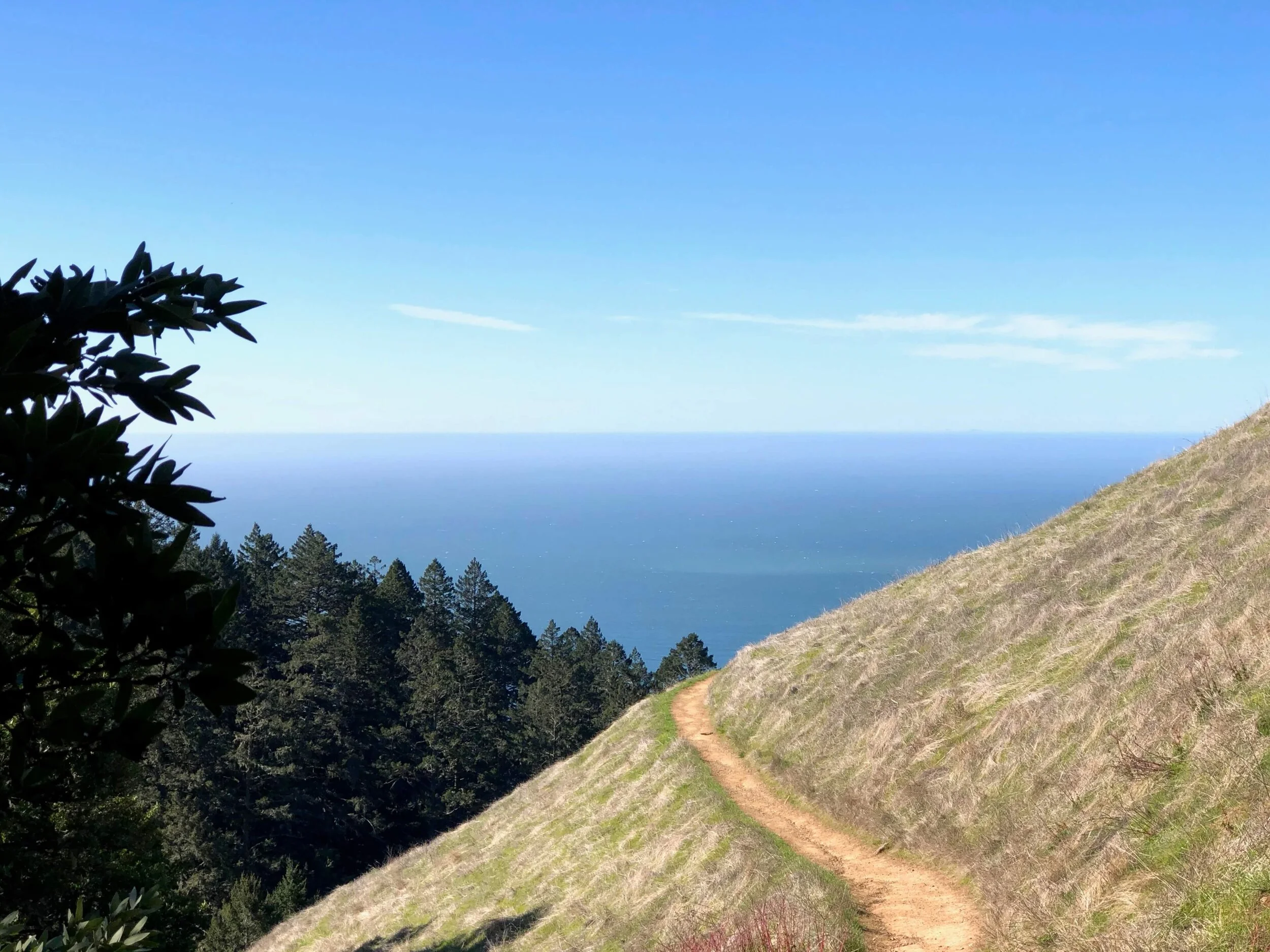 Best Flat Hikes In Marin: The Coastal Trail on Mt. Tamalpais