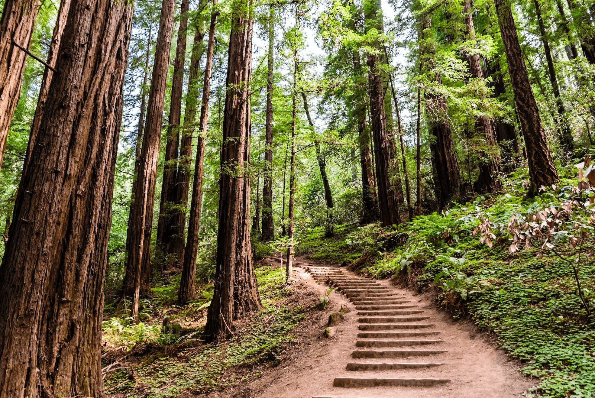 Muir Woods National Monument 