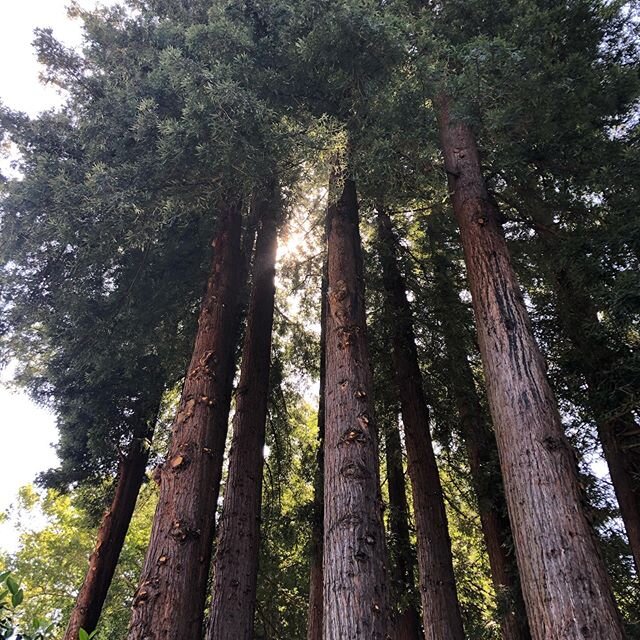 Good morning sunshine! Our Redwood grove is a beacon of comfort during these times. Are you getting out in nature?
.
.
.
.
.
#outinnature #naturewalk #neighborhoodwalk #redwoodtrees #gentlegiant 
#inthistogether #shelterinplace #armchairadventures #l