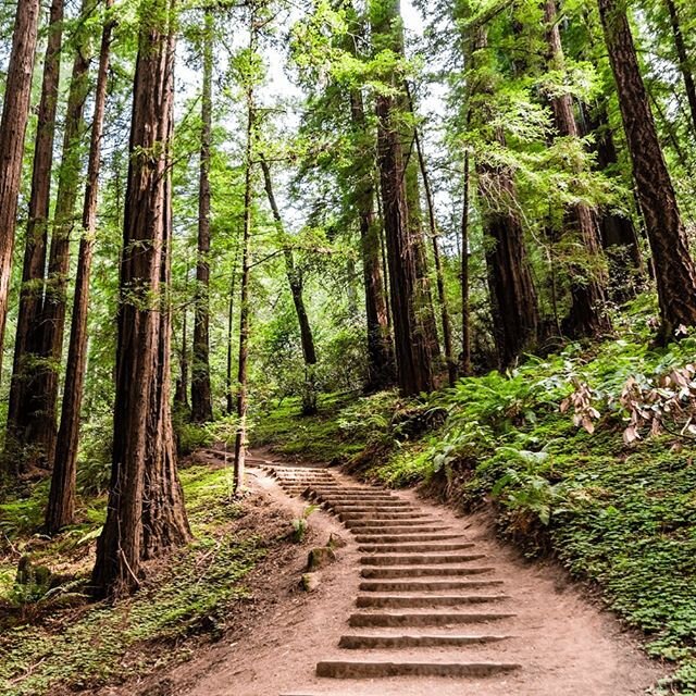 Have you climbed the 700 steps of the Dipsea Trail yet? An easy walk from the hotel before you really get your heart pumping! We hope you are finding beautiful places to get outside in your neighborhood!
.
.
.
.
.
#dipseatrail #trailrunning #thegreat