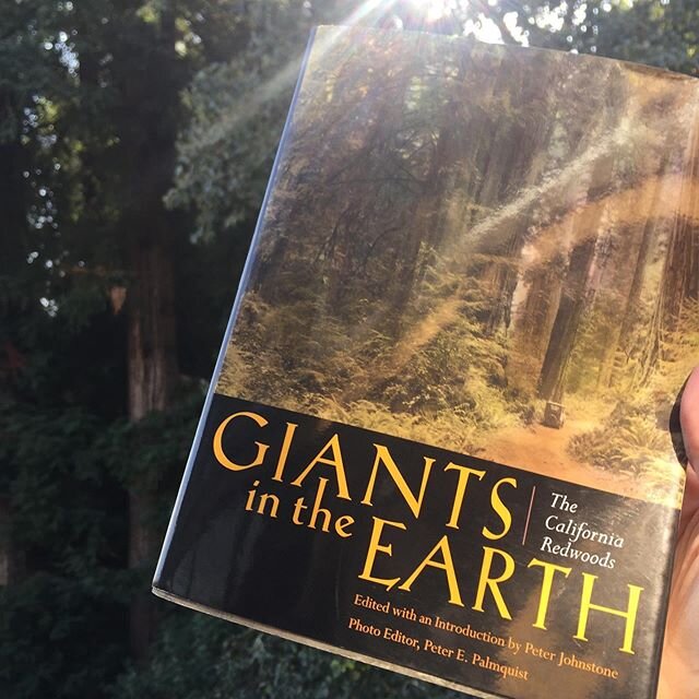 Perfect day to cozy up with with a good book! What's on your bookshelf?
.
.
.
.
.
#booklover #bookshelf #bookstack #outinnature #naturewalk #neighborhoodwalk #redwoodtrees #gentlegiant 
#inthistogether #shelterinplace #armchairadventures #lovetotrave