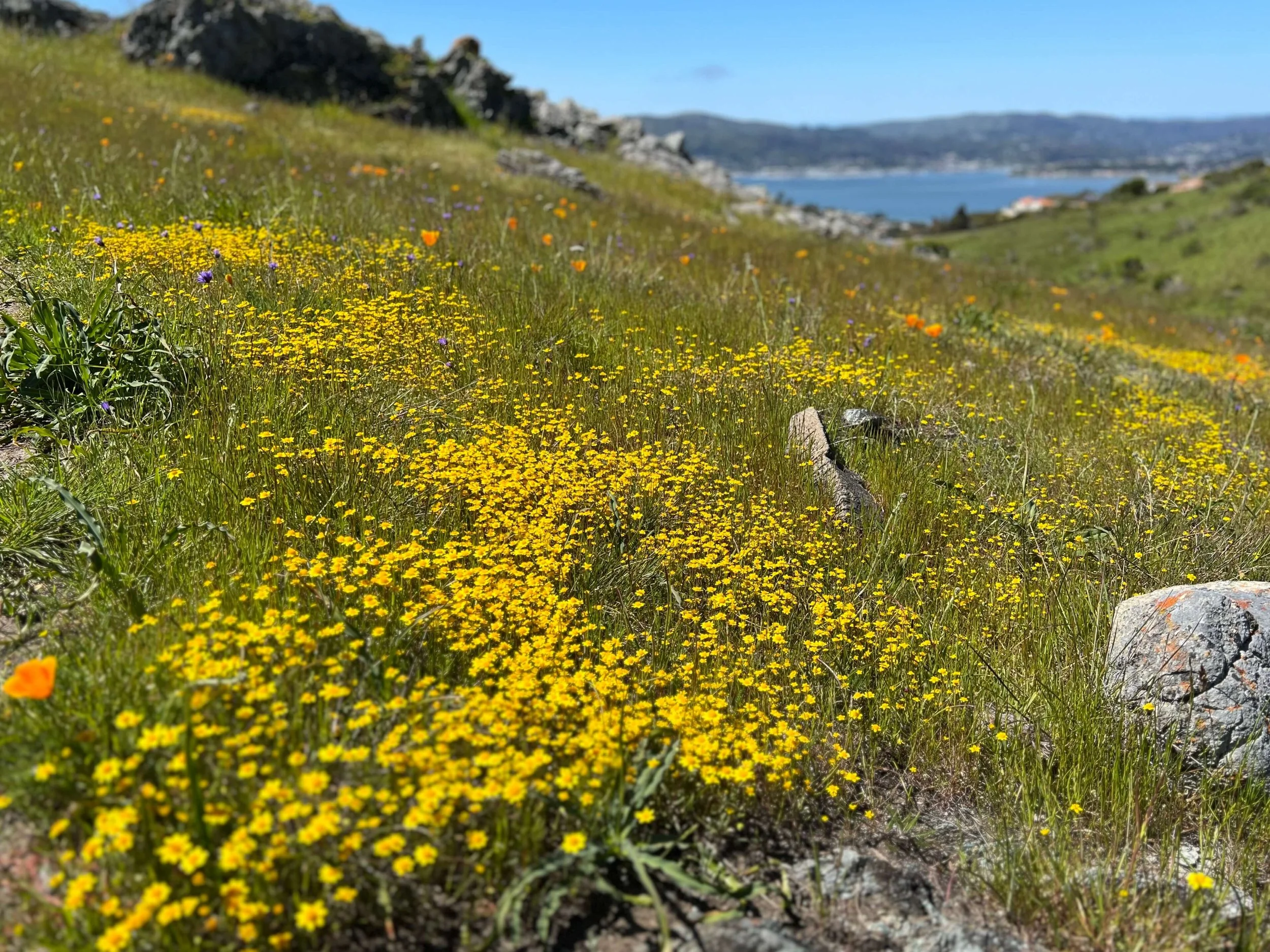 Marin Wildflower Hike: Tiburon Superbloom!