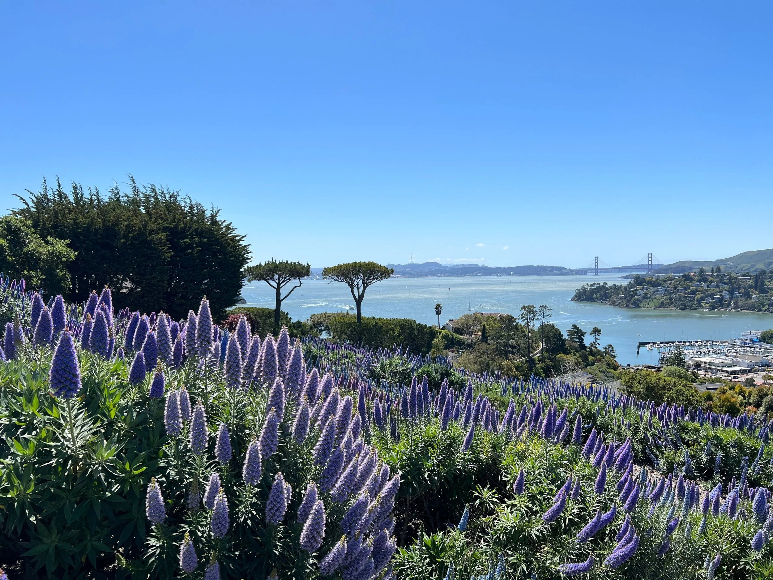 Take a Spring Break at Marin Hotels in Marin County California!