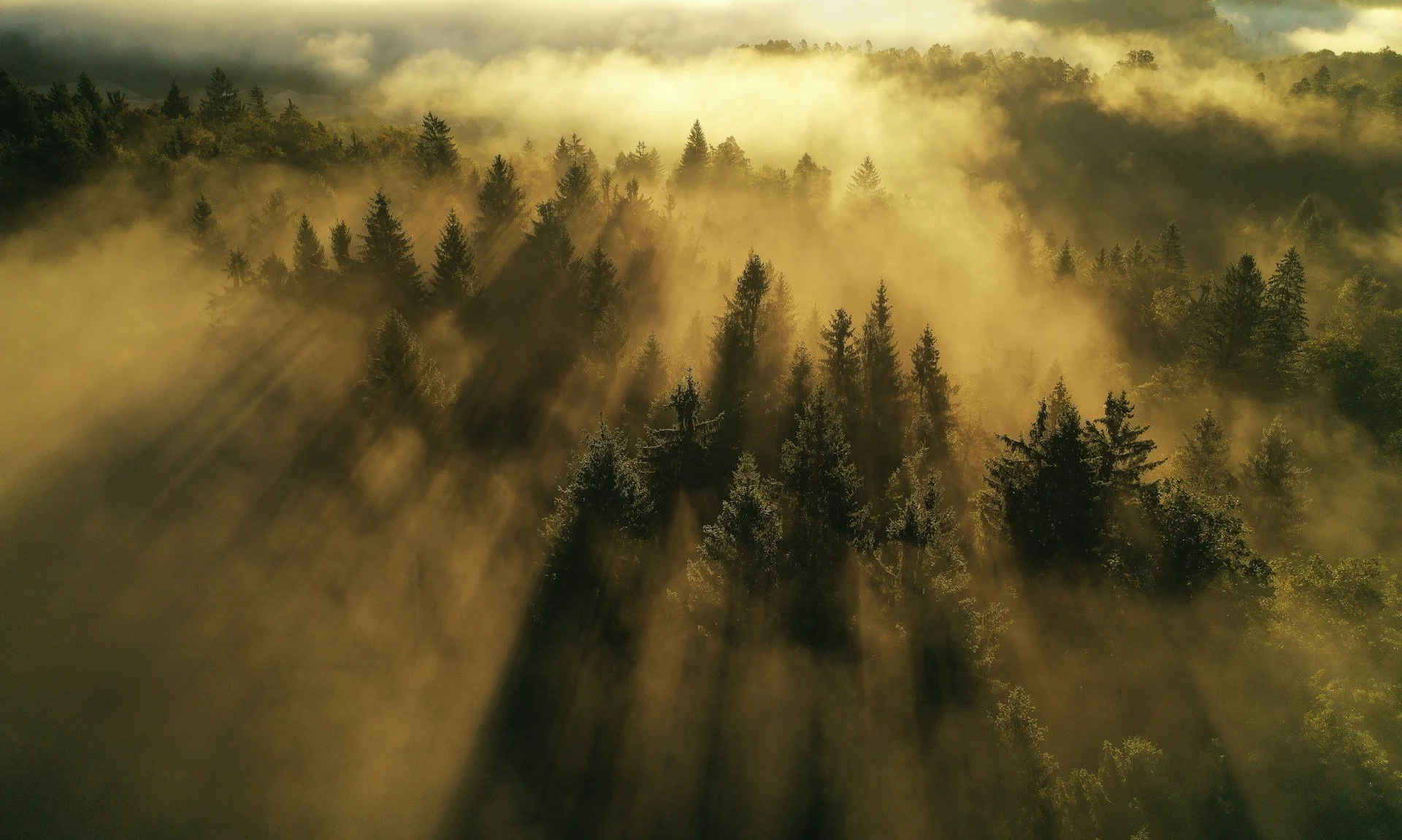 Uncover Rainy Day Gems: 9 Things To Do In Marin County When it Rains