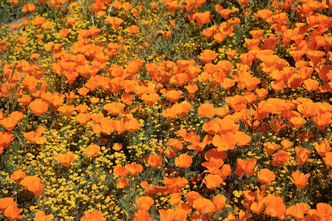Marin Travel Guide: 5 Scenic Wildflower Walks in Marin County