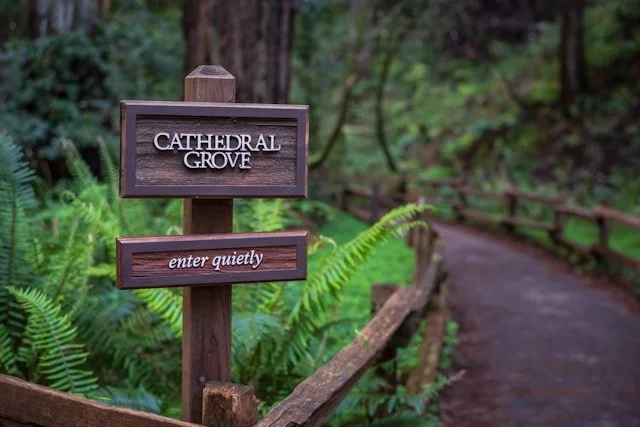 Discover Muir Woods: Your Ultimate Travel Guide to California's Coastal Redwoods