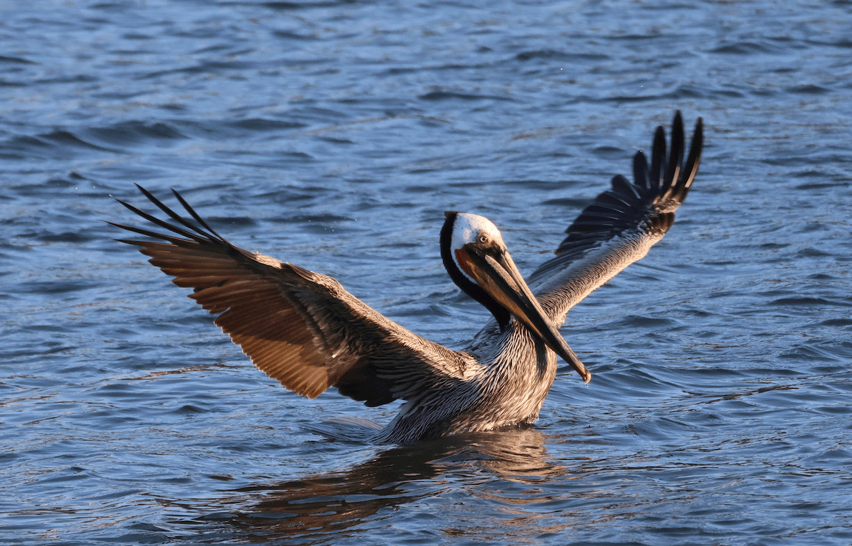 Discover The Best Birding Spots in Marin with JT Birds!