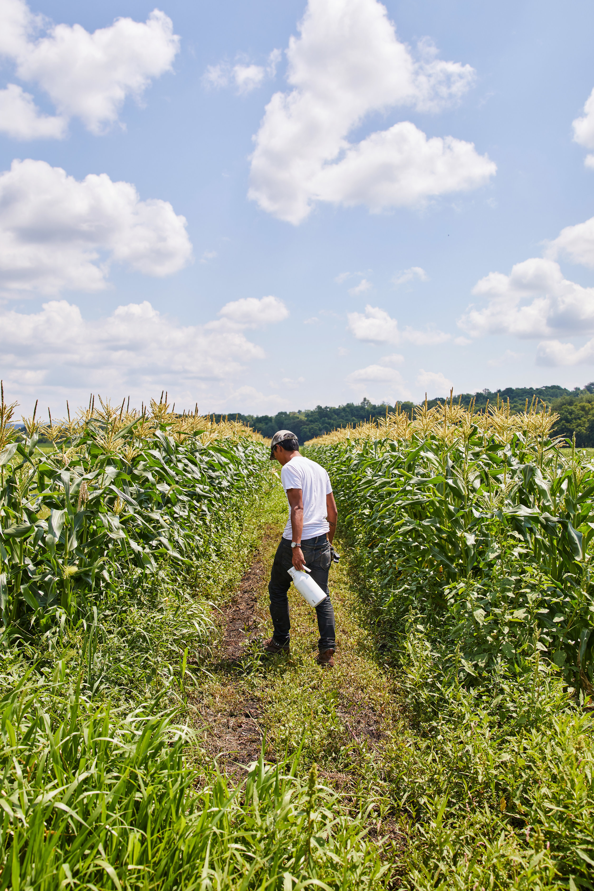 2018_07_Dig_Inn_Farm 3 copy.jpg