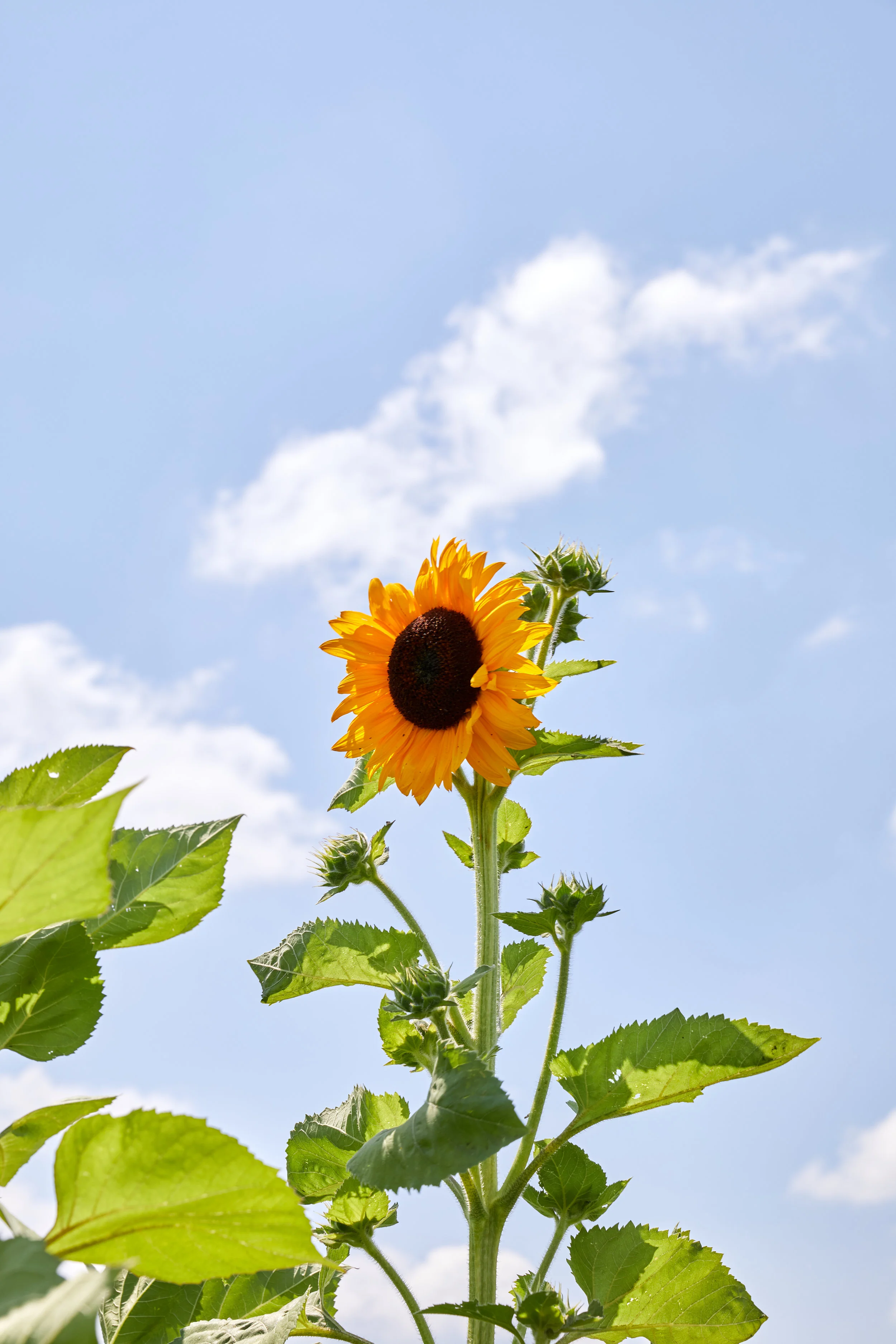 2018_07_Dig_Inn_Farm 10.jpg