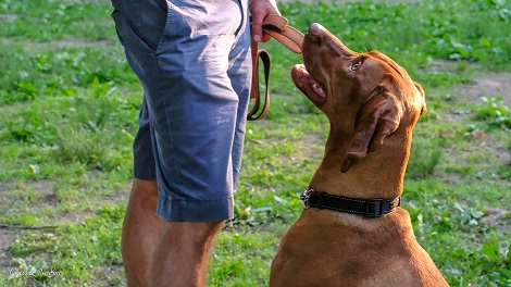 Central Park dog_resize.jpg