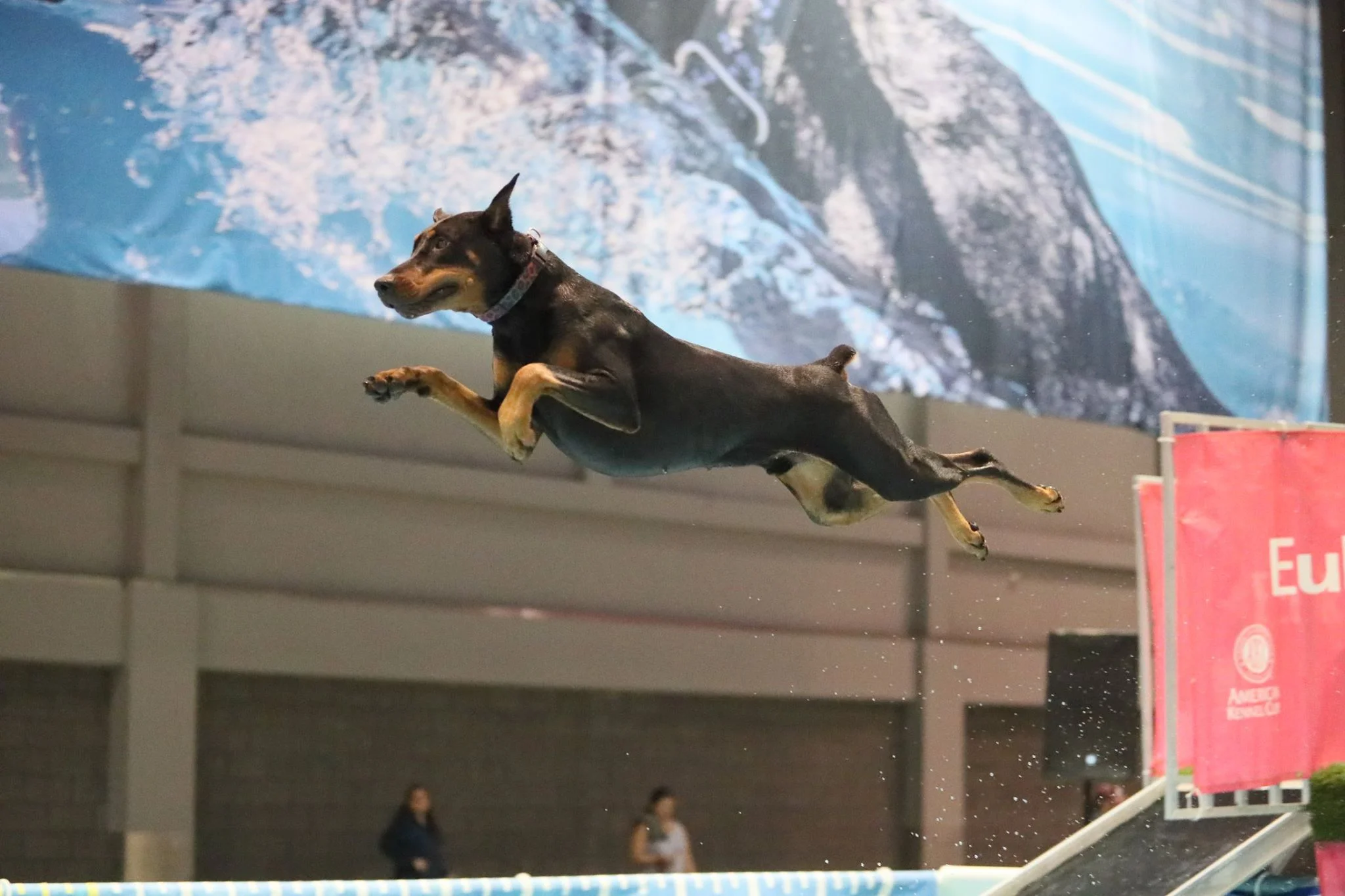 “Bogie’s” absolute favorite thing to do..Dock Diving. This was taken at nationals in Orlando.