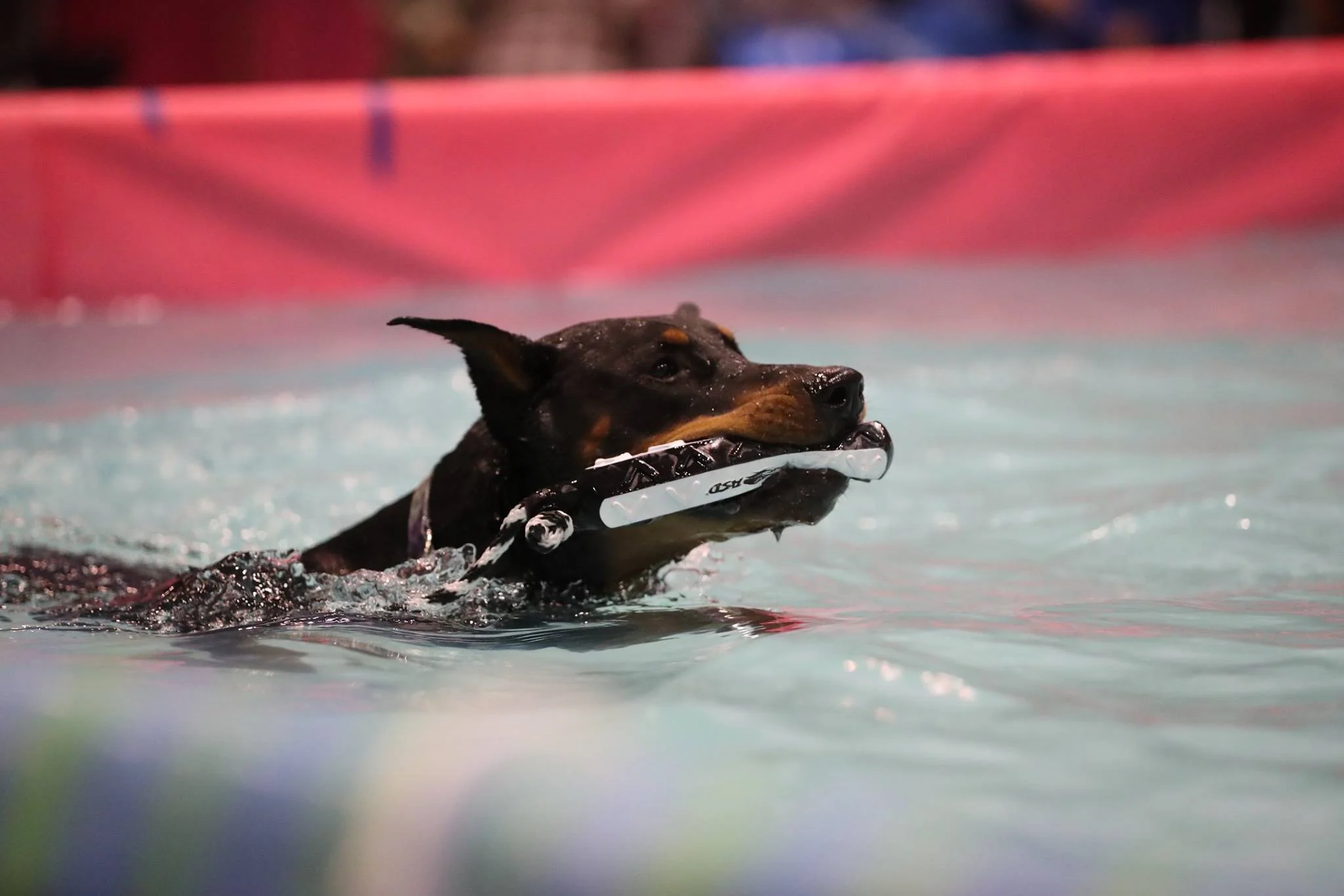 “Bogie” got the bumper and is swimming back to the dock.