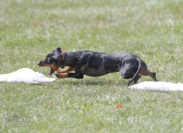 Nugget Getting the “bunny!”