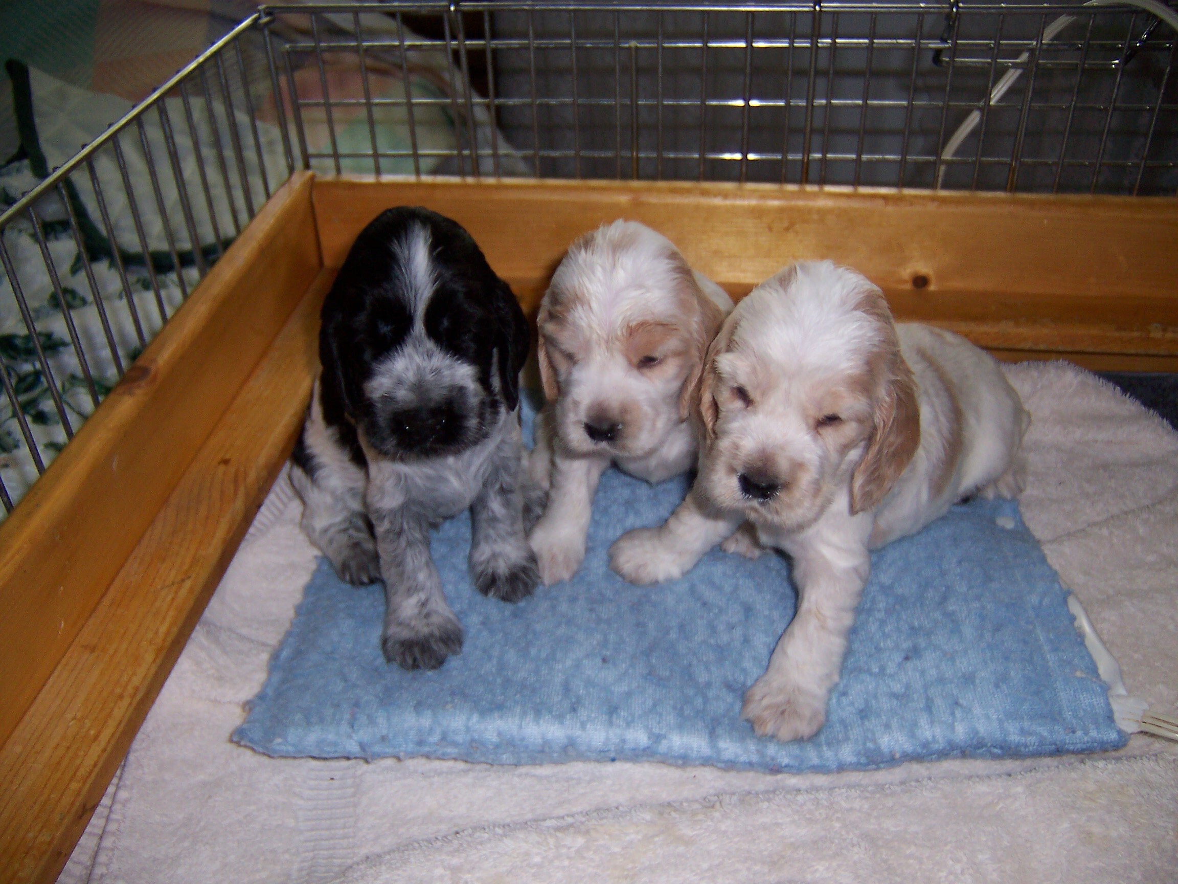 3pups1resized.jpg