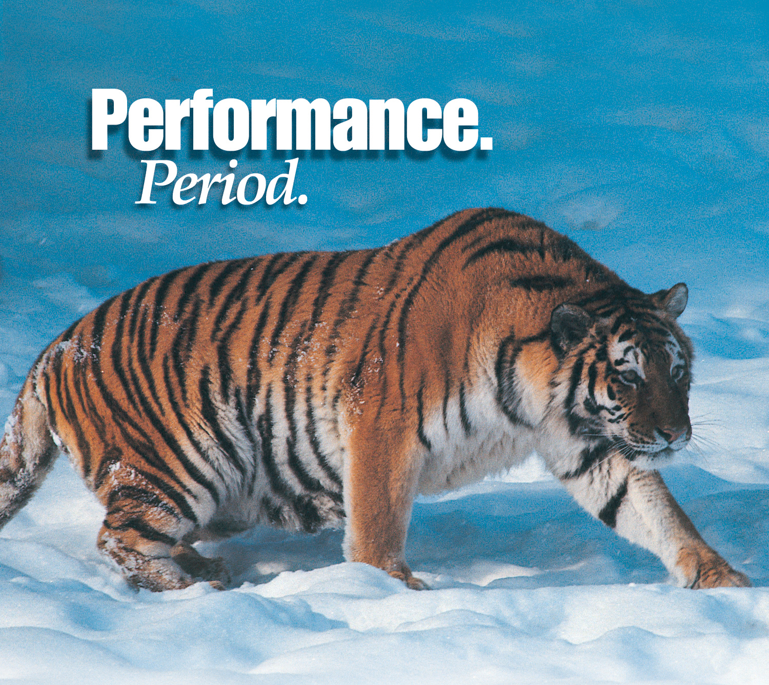 Tiger.jpg