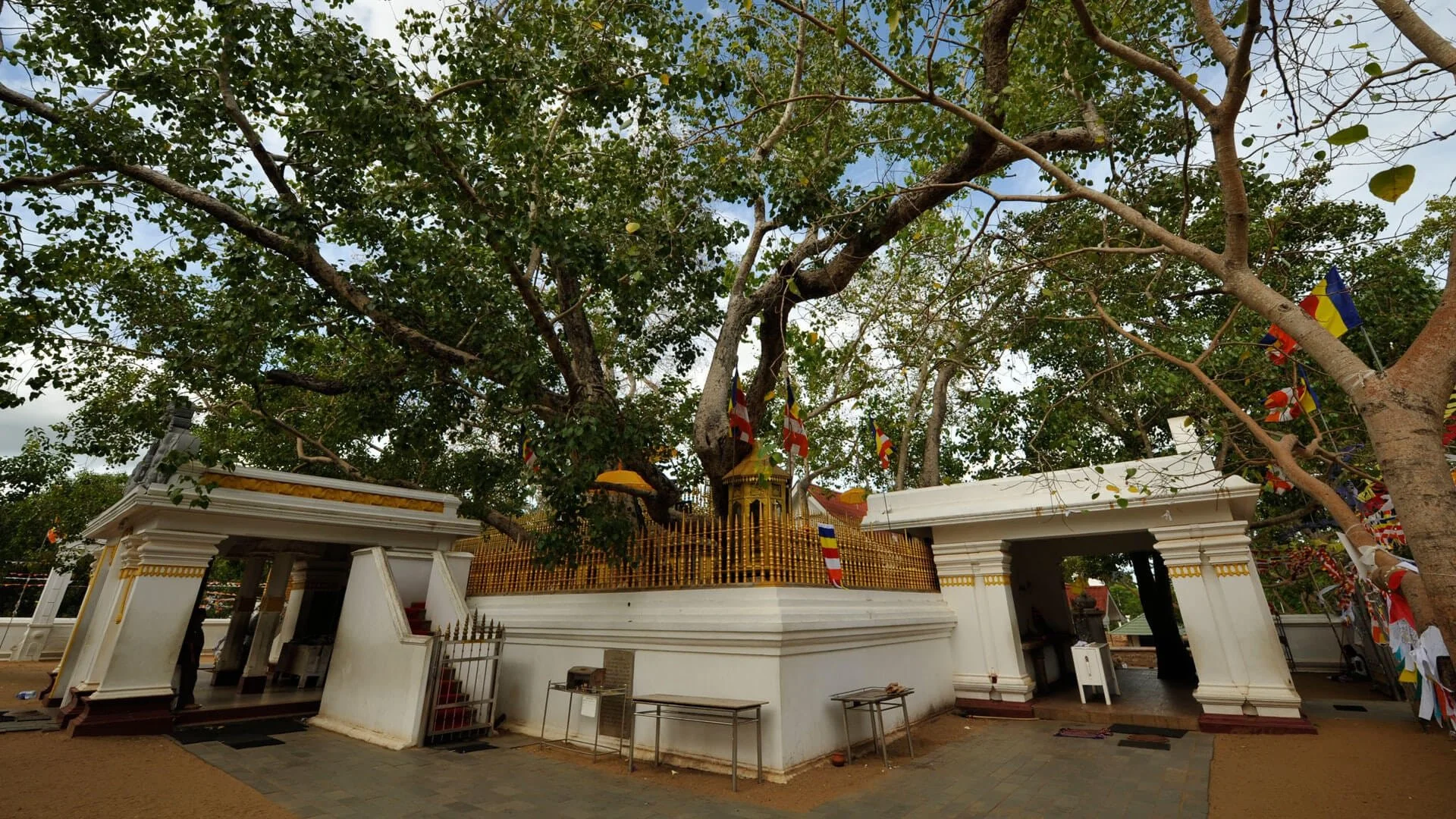 Anuradhapura-Sri-Maha-Bodhi-Sacred-Bo-Tree-golden-triangle-sri-lanka.jpeg