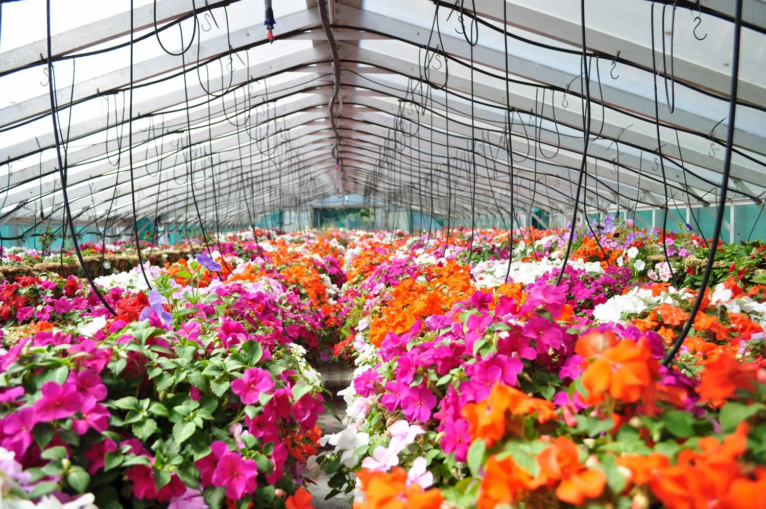 Hanging Baskets with Irrigation