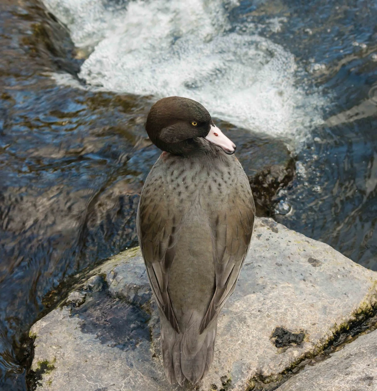 Wangapeka blue duck (whio) Security Site