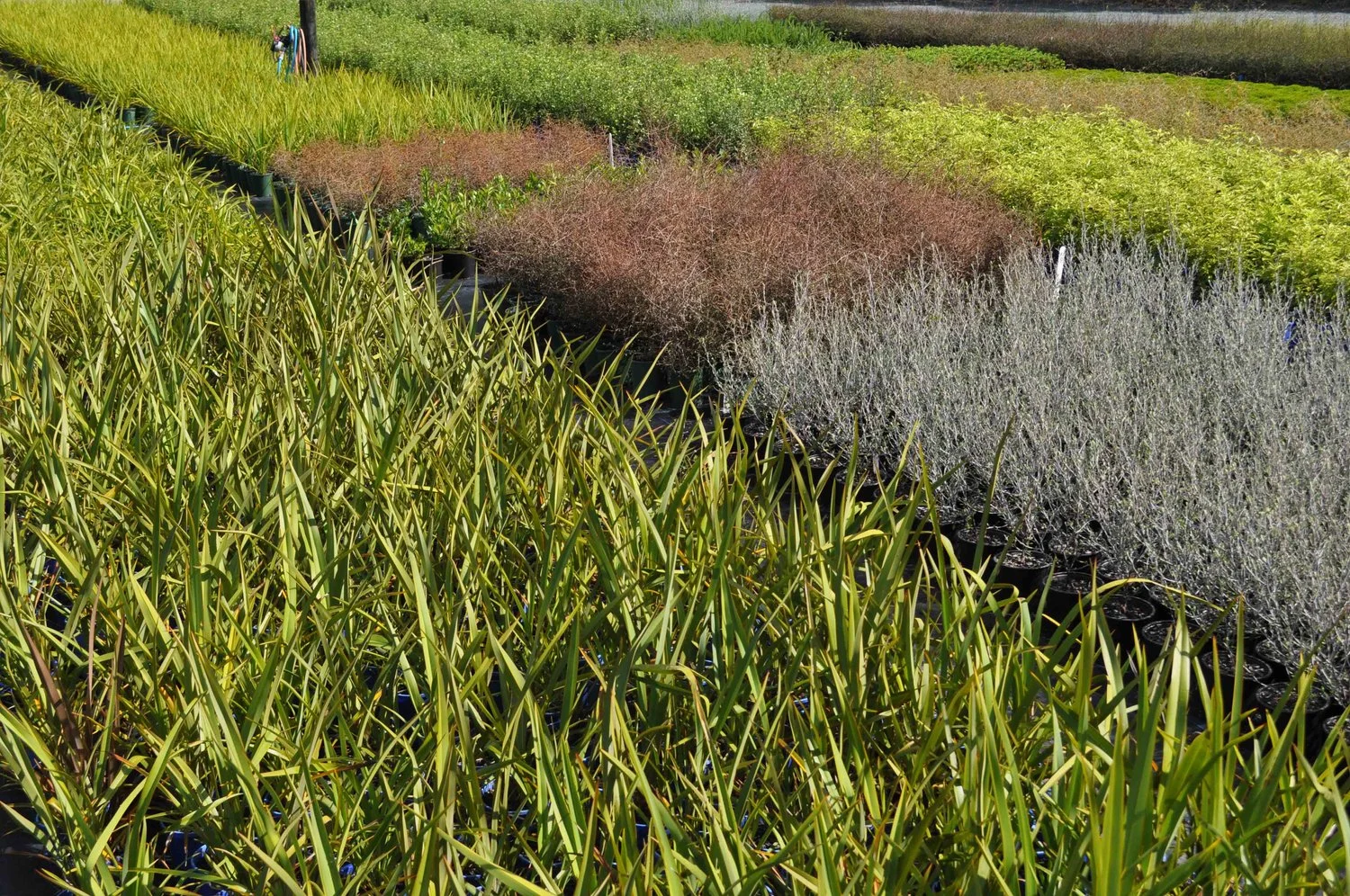 Wetlands and waterways services